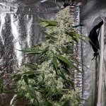 Skunky D - 2- pH IG.jpg
