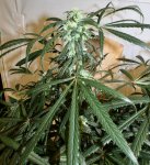 Schwaggy's Afghan Skunk F3 - 2.jpeg
