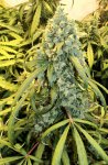 Schwaggy's Afghan Skunk F3 - 3.jpeg