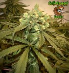 Schwaggy's Afghan Skunk F3 - 1(Main Pic).jpeg