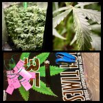 gcskd skunk male2.jpg