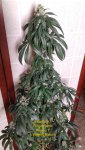 IMG_20200905_025737~2.jpg