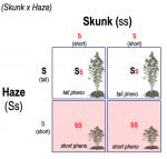 punnett skunk x haze.png