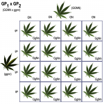 GPxGP.png
