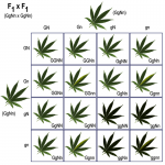F1XF1.png