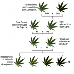 pathway for leaf example WITH NOTES.png