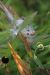 MIlkweed.jpg