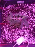 IMG_20200927_072017.jpg