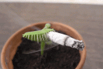 venus-flytrap-c.gif