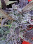 1-GthaEnigma - Oilspill from Aficionado L.jpg