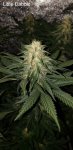 3- LittleDabbie - GSC L.jpg