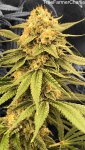 5-TreeFarmerCharlie-Banana Orange Daiquiri GPS L.jpg
