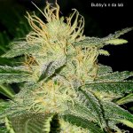 8-Bubby's n da lab-Blue Ballz (Bob Bitchen's Beans) day 30 L.jpg