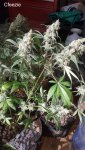 10-Cfeezie-Winston Wolf (89Romulan x Bear Creek Kush) Doc Dank Seeds L.jpg