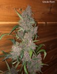 12-Uncle Rom- Nigerian Sunshine#2 x Goji OG -Synergy Genetics (flash,noedit) L.jpg