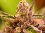 13- Buzzer777-Paradise Circus (exotic Genetics) L.jpg
