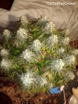 15-TheSadBadGrower - Jack Herer L.jpg