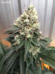 19-One Drop -NL#1 week #7 L.jpg