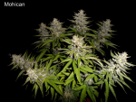 22- Mohican - TGA Jesus OG L.png