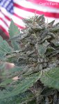 23 - Capt's Farm - Chemgopher L.jpg