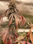 25-Sergio-Umami Seed %22517 Tester%22 day 56 L.jpg