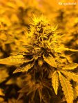 26-Kkvguitarist-Hindu Kush L.jpg