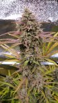27 - Saro01 - Double Grape cross (Mephisto) L.jpg