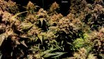 28 - .Smoke - White Widow L.jpg