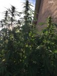 29-OldG-Esosseeds Twinkle Tart - 2weeks from harvest L.jpg