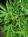 IMG-20201004-WA0000.jpg
