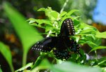 swallowtail.JPG