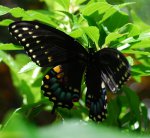 swallowtail2.JPG