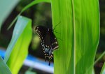swallowtailoncorn.JPG