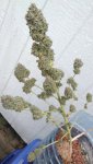 IMG_20201005_130812.jpg