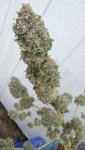 IMG_20201005_130821.jpg