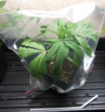 ziploc humidity.png