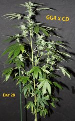 GG4 Day 28 1 w.jpg