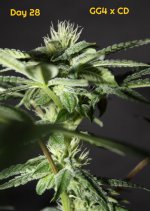 GG4 Day 28 4 w.jpg