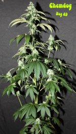 Chemdog Day 49 1 w.jpg