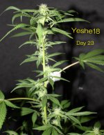 Yeshe18-2 Day 23 2 w.jpg