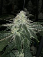 C6AADA75-4B58-4AF5-A1C6-441A7D0F6E97.jpeg C6AADA75-4B58-4AF5-A1C6-441A7D0F6E97.jpeg