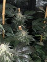 C28FC021-16E3-4733-B3FF-97716E6F82E8.jpeg C28FC021-16E3-4733-B3FF-97716E6F82E8.jpeg