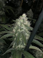 BB667CA7-3056-429B-8C5A-EFA6301E1352.jpeg BB667CA7-3056-429B-8C5A-EFA6301E1352.jpeg