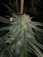 7DF79991-3640-4F74-ADA3-C6B6ED46CA82.jpeg 7DF79991-3640-4F74-ADA3-C6B6ED46CA82.jpeg