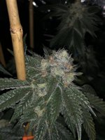 1AD5F773-54E0-4F4E-8B57-F21754268C66.jpeg 1AD5F773-54E0-4F4E-8B57-F21754268C66.jpeg