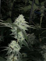 BADA0151-BBED-4AB3-8705-5722F926BBCF.jpeg BADA0151-BBED-4AB3-8705-5722F926BBCF.jpeg