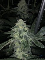 A4855047-4C81-48FE-AE38-95A436DF7653.jpeg A4855047-4C81-48FE-AE38-95A436DF7653.jpeg