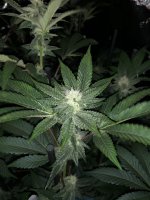 29C3F60A-A996-4ABE-85A0-9A135822B535.jpeg 29C3F60A-A996-4ABE-85A0-9A135822B535.jpeg