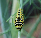 outswaltail.JPG