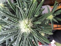 IMG_20201015_222334_DRO.jpg